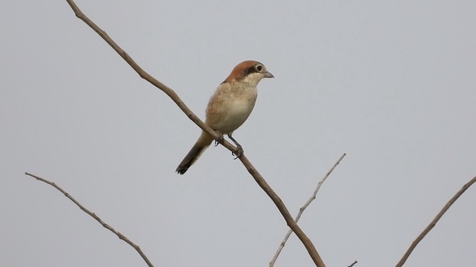 Shrike, Woodchat 1