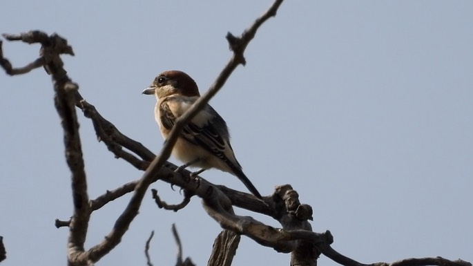 Shrike, Woodchat 2