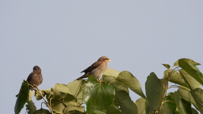 Shrike, Yellow-billed