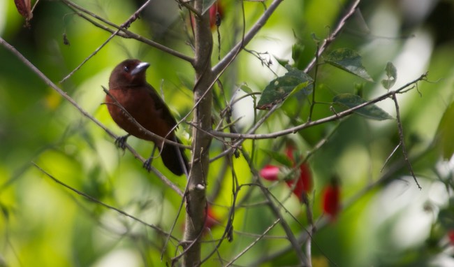 silver beaked tanager peru