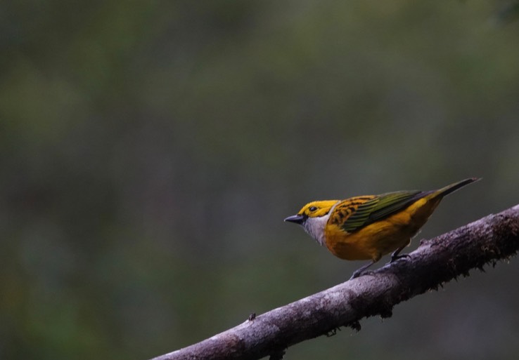 Silver-throated Tanager1