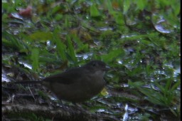 Silvereye 1