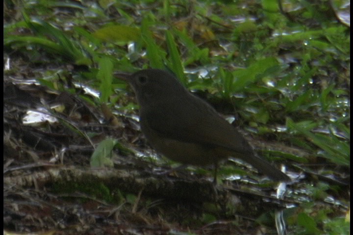 Silvereye 2