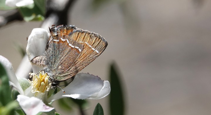 “Siva” Juniper Hairstreak - Callophrys gryneus siva 1