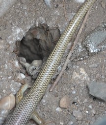 Skink, Great Plains Plestiodon obsoletus Hillsboro