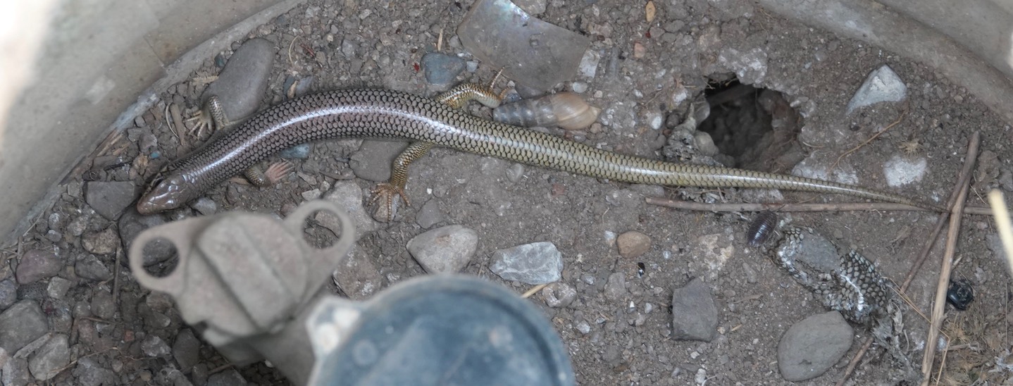 Skink, Great Plains Plestiodon obsoletus Hillsboro3