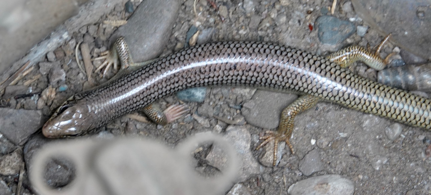 Skink, Great Plains Plestiodon obsoletus Hillsboro2