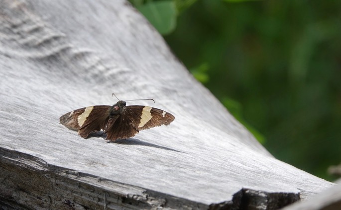 Autochton cellus, Golden-banded Skipper, Railroad Canyon, Black Range, July 23, 2017