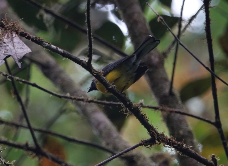 Slate-throated Redstart 1