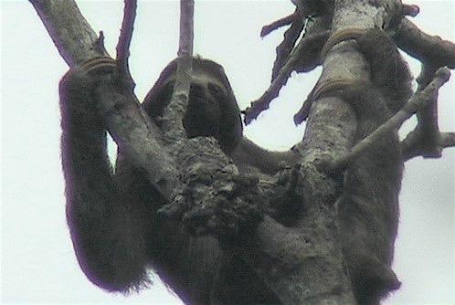 Sloth, Brown-throated Three-toed 5