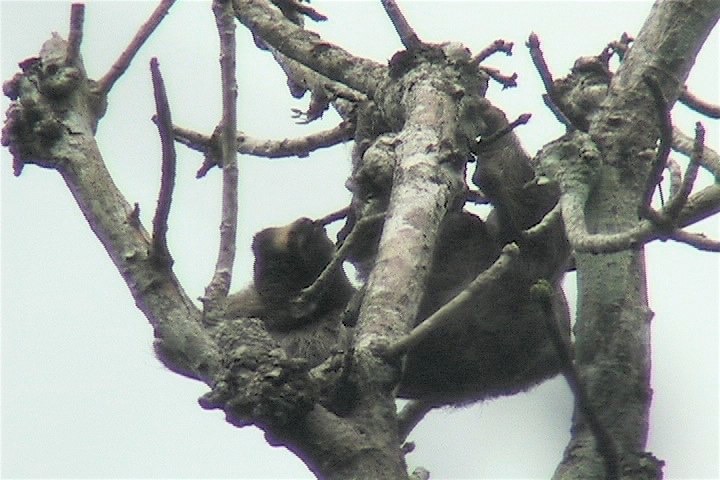 Sloth, Brown-throated Three-toed 4