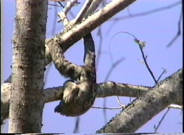 Sloth, Pale-throated Three-toed