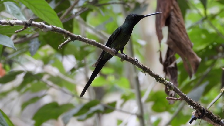 Slyph, Long-tailed (Cerro Montezuma, Colombia)