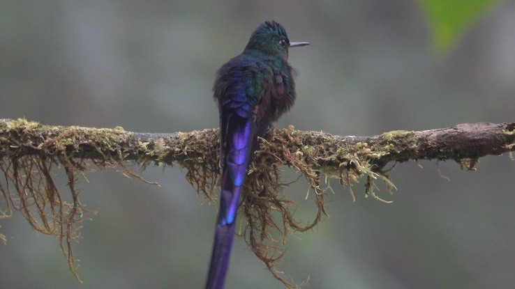 Slyph, Violet-tailed (Cerro Montezuma, Colombia) 2