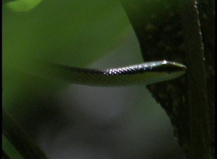 Snake, Green Parrot