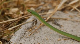 Snake, Rough Green