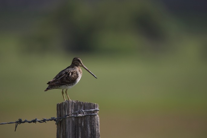 Snipe, Wilson's Oregon3