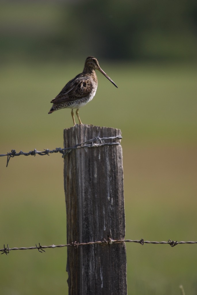 Snipe, Wilson's Oregon4