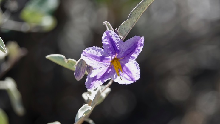 Solanum hindsianum, Baja California Nightshade, Mesa del Carmen, Baja California