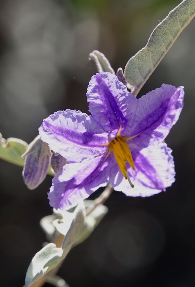 Solanum hindsianum, Baja California Nightshade, Mesa del Carmen, Baja California (1)