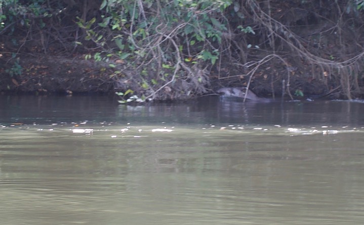 South American Tapir, Tapirus terrestris2