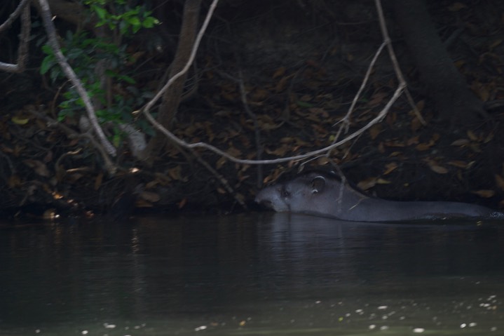 South American Tapir, Tapirus terrestris3