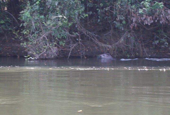 South American Tapir, Tapirus terrestris