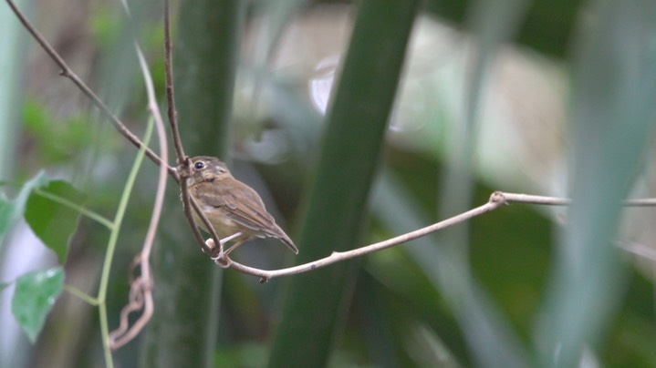 Spadebill, Stub-tailed (Belize 2021)