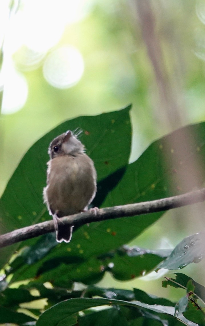 Spadebill, Stub-tailed. Platyrinchus cancrominus1