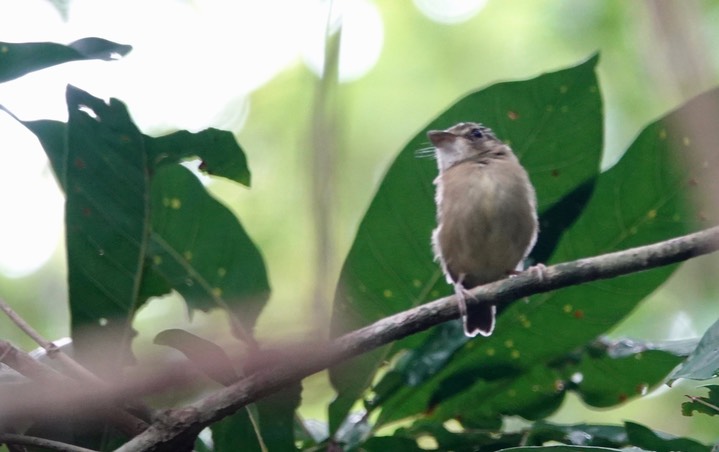 Spadebill, Stub-tailed. Platyrinchus cancrominus