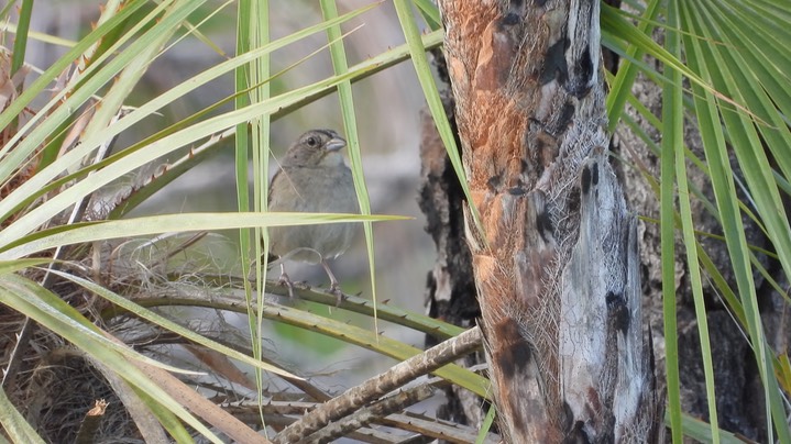 Sparrow, Botteri's (Belize 2021) b