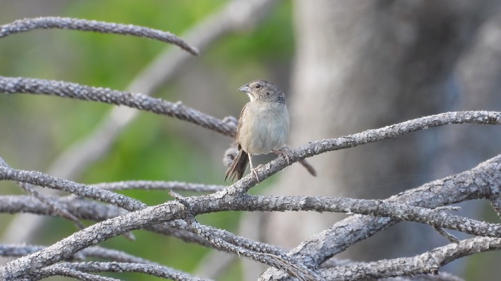 Sparrow, Botteri's (Belize 2021) d