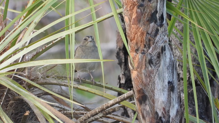 Sparrow, Botteri's (Belize 2021) a