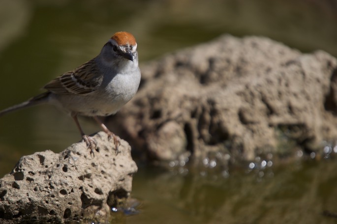 Sparrow, Chipping 1