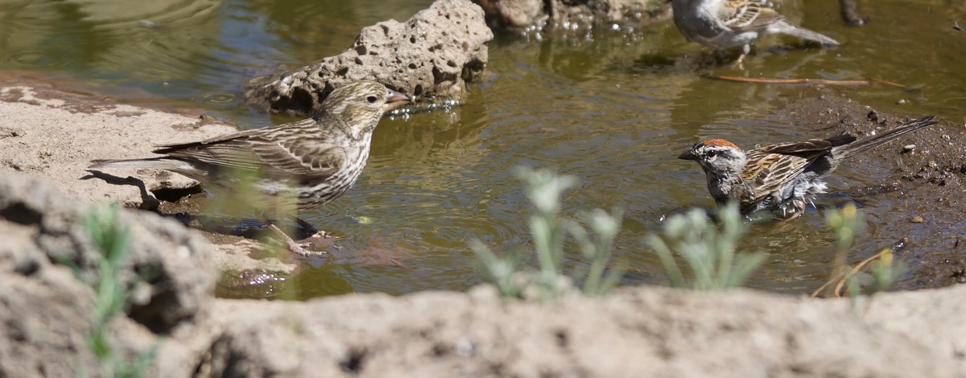 Sparrow, Chipping4