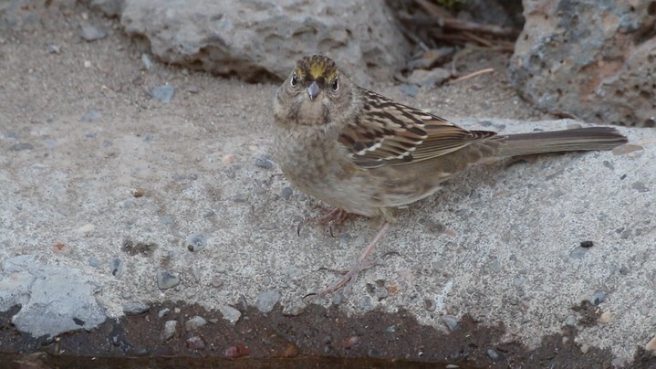 Sparrow, Golden-crowned (Oregon)