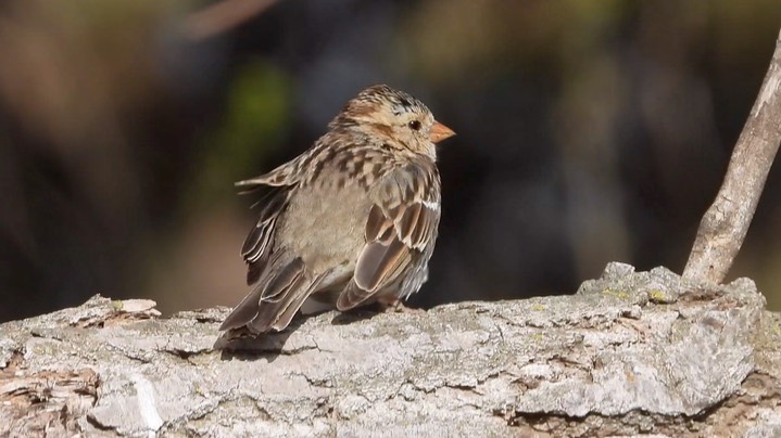 Sparrow, Harris's - Kansas 2022 1