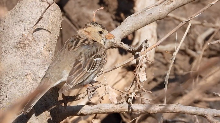 Sparrow, Harris's - Kansas 2022 6