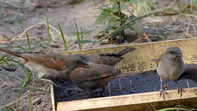 Sparrow, Northern Grey-headed 4