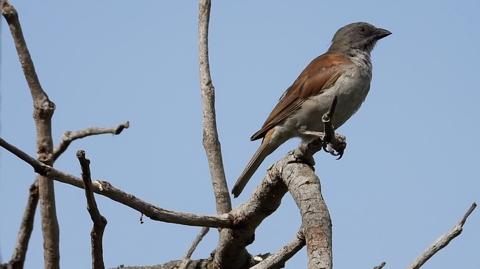 Sparrow, Northern Grey-headed 3