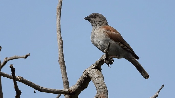 Sparrow, Northern Grey-headed 1