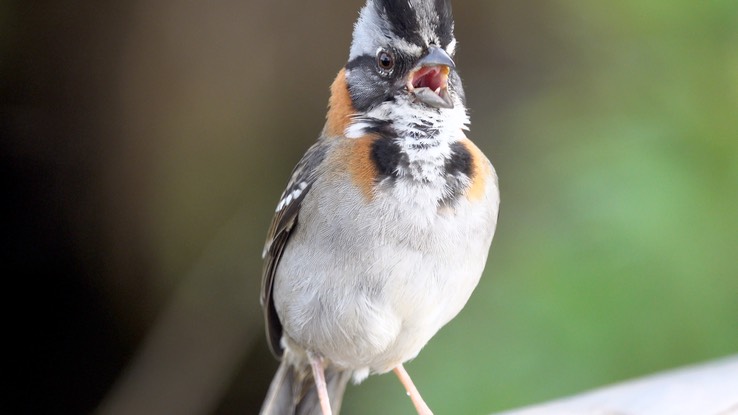 Sparrow, Rufous-collared  (Cerro Montezuma, Colombia) 3