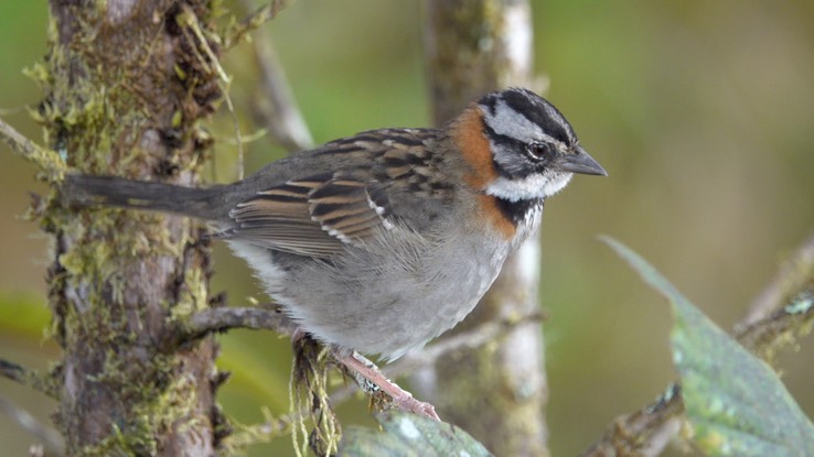 Sparrow, Rufous-collared  (Cerro Montezuma, Colombia) 2