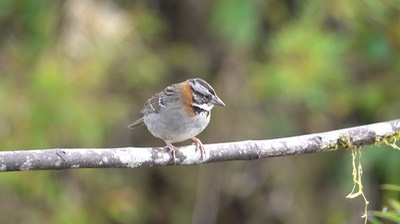 Sparrow, Rufous-collared  (Cerro Montezuma, Colombia) 1