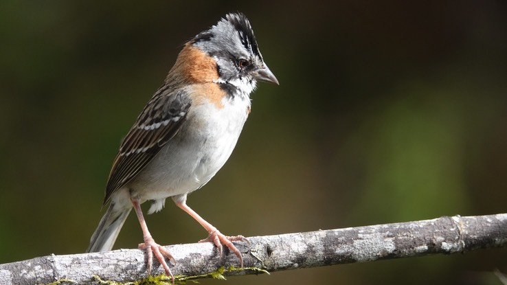 Sparrow, Rufous-collared1