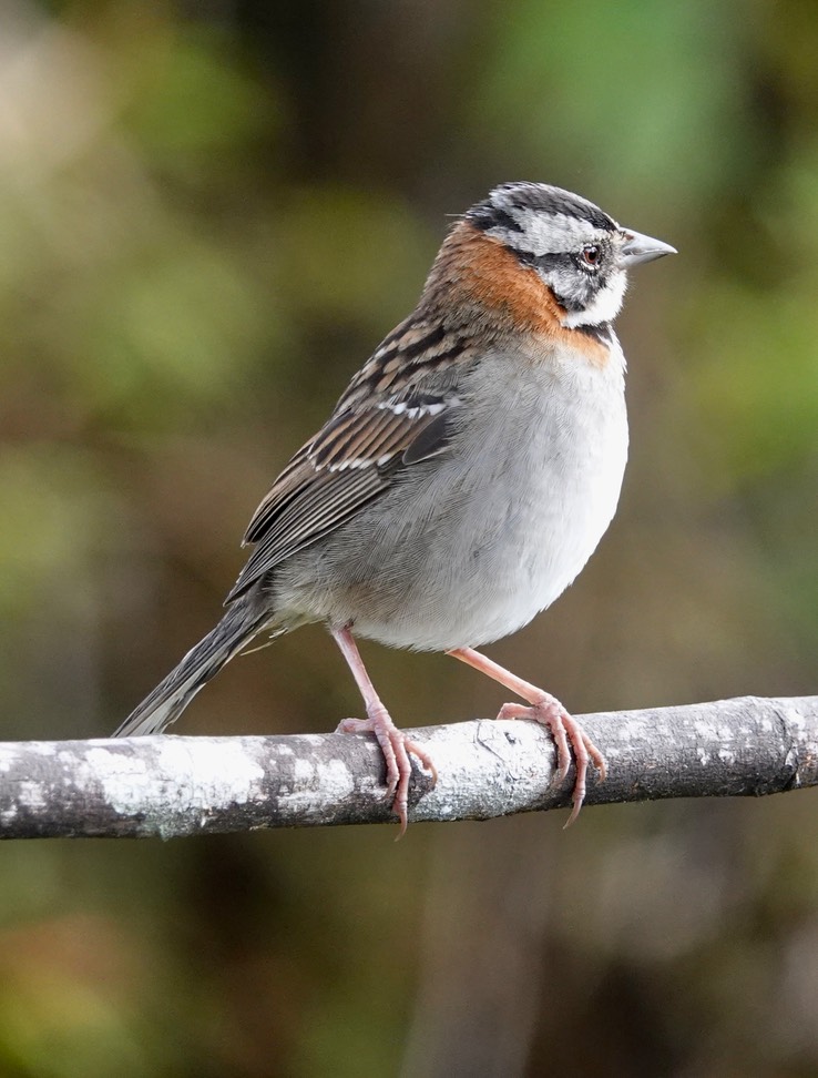 Sparrow, Rufous-collared2