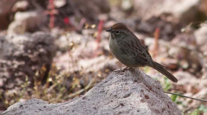 Sparrow, Rufous-crowned