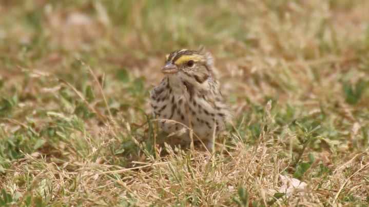 Sparrow, Savannah (Texas) 1