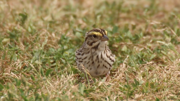 Sparrow, Savannah (Texas) 3