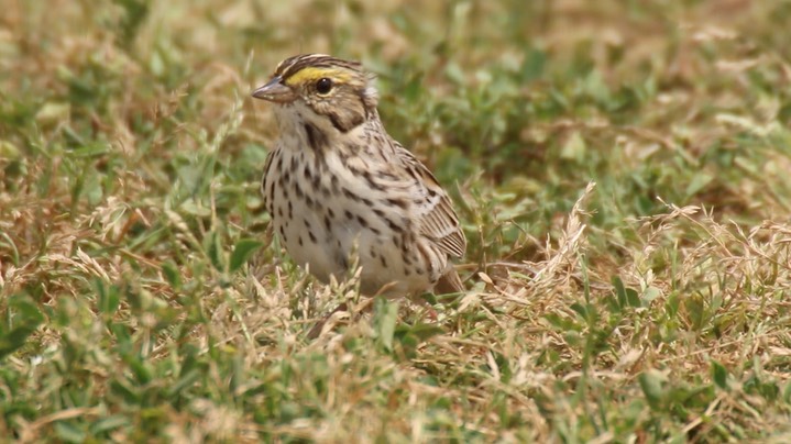 Sparrow, Savannah (Texas) 4